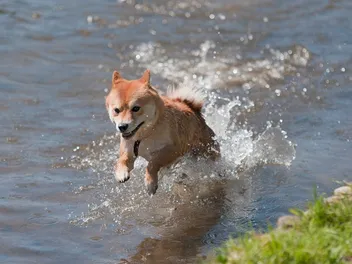 Can Shiba Inu Swim & Do They Like Water? Vet-Reviewed Safety & Training Tips