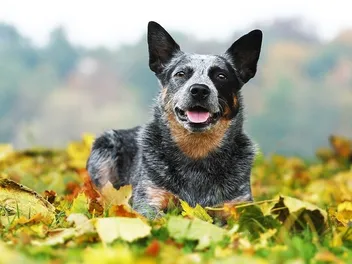 15 Dog Breeds With Docked Tails Naturally: Info, Pictures & History