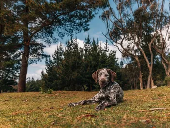 Braque du Bourbonnais Dog Breed: Info, Pictures, Care & More