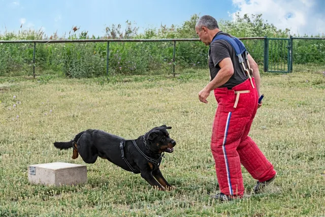 How to Train a Guard Dog: 5 Vet-Approved Steps & Breed Selection Tips
