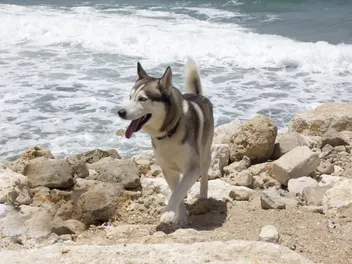 Top 7 Dog-Friendly Beaches in the Florida Keys: Off & On-Leash Places to Go