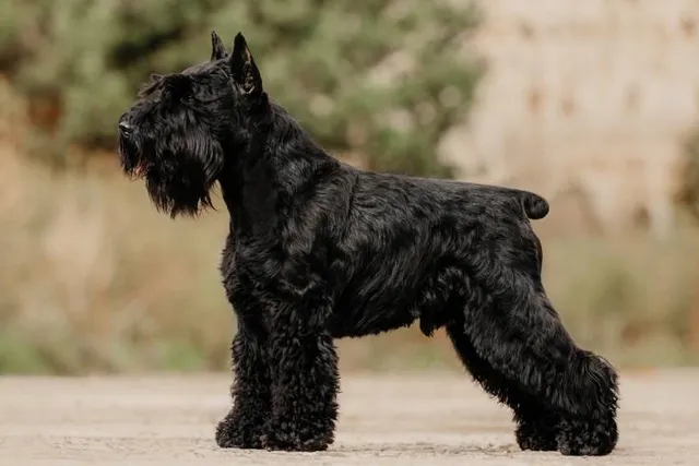 Black Miniature Schnauzer: Info, Pictures, Facts & History