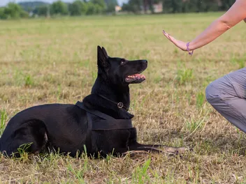 10 Basic Dog Training Hand Signals, & How to Use Them (With Infographic)