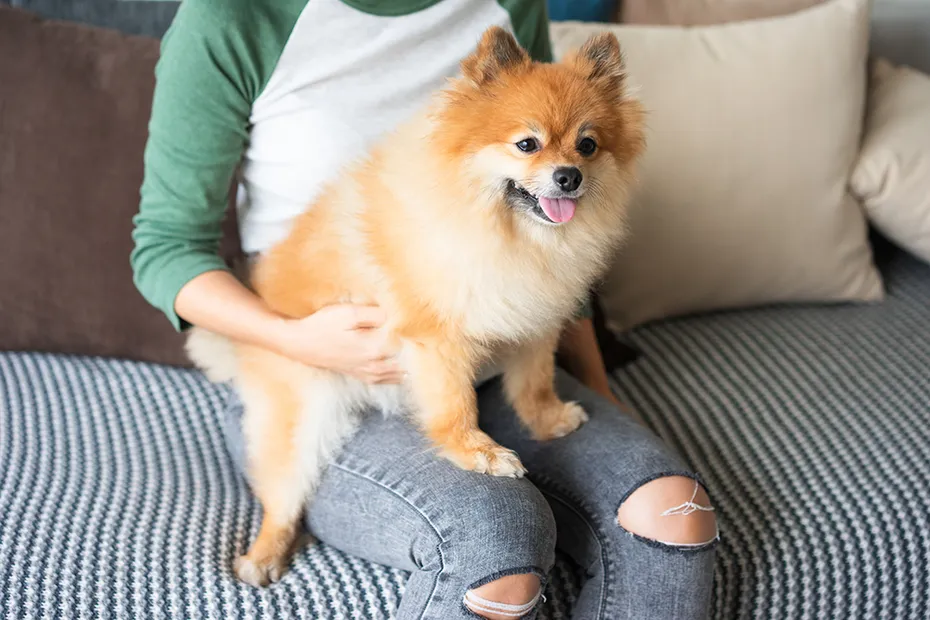 pomeranian dog on woman's lap