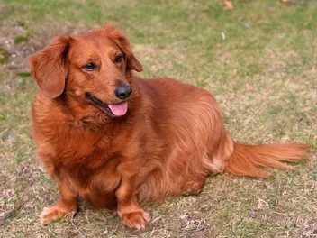 Golden Dox Mixed Dog Breed: Info, Pictures, Traits & More