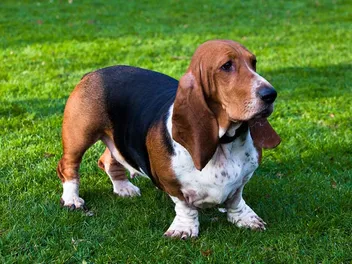 How Much Do Basset Hounds Smell? Vet-Reviewed Facts & Care Tips