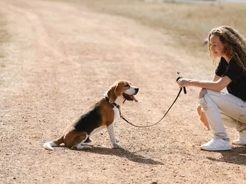 How To Leash Train a Beagle: 6 Vet Approved Steps