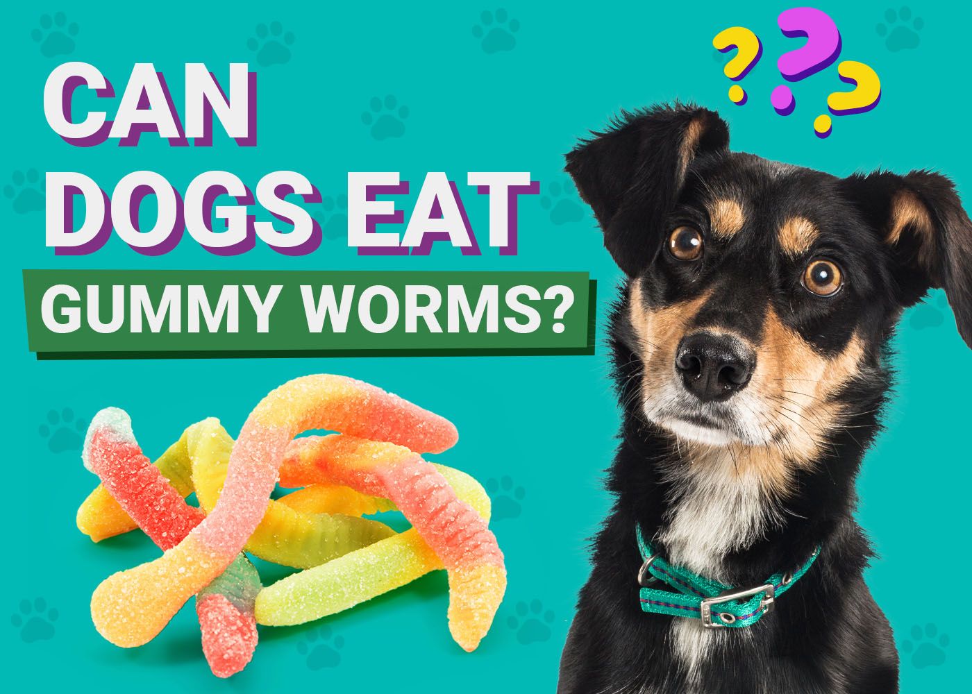 Dogster-Can-Dogs-Eat-Gummy Worms