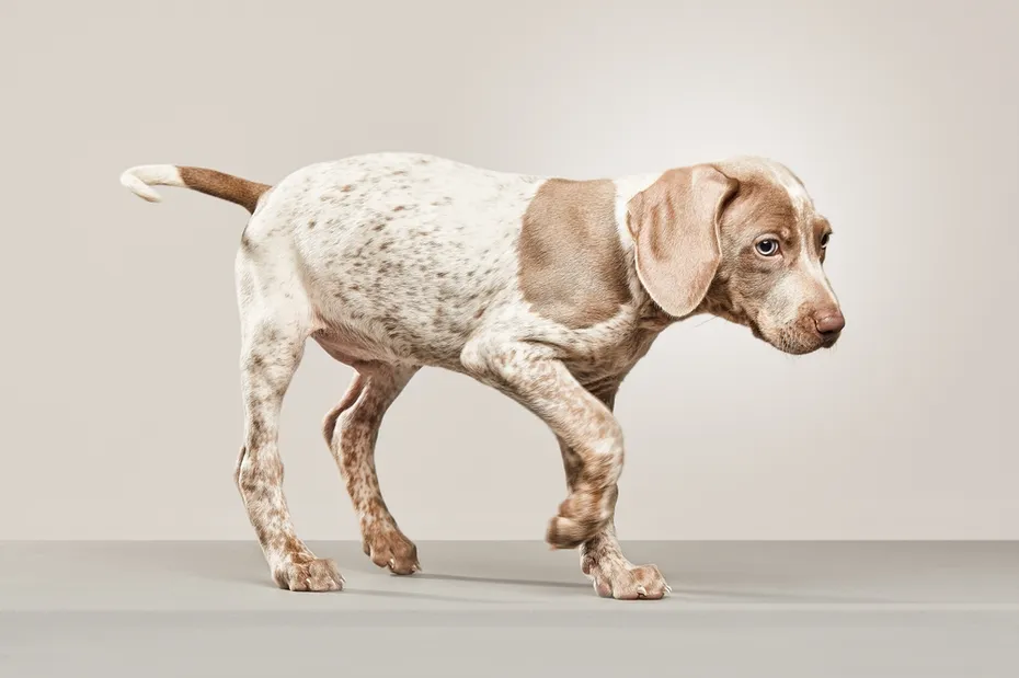 piebald weimaraner puppy