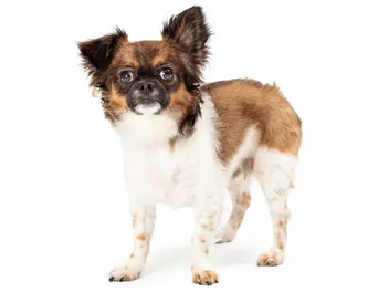 Chion (Papillon & Chihuahua Mix): Info, Pictures, Care & More