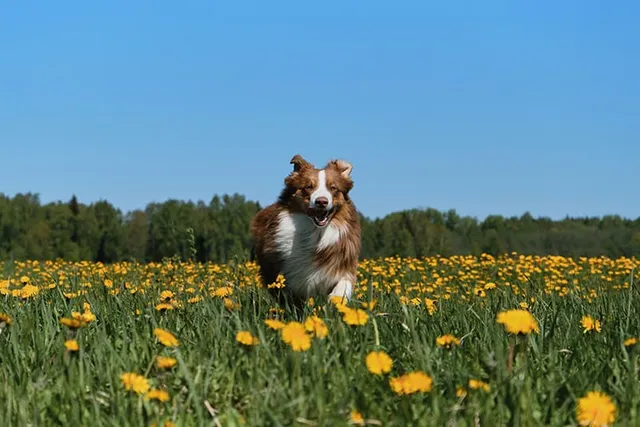 Are There Energy Boosters for Dogs? 6 Vet-Approved Ways to Do It