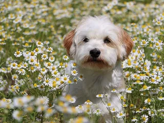 Schnese (Mini Schnauzer & Havanese) Mixed Dog Breed: Info, Pictures & Care