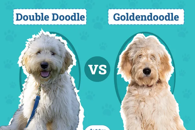 Double Doodle vs. Goldendoodle: The Differences (With Pictures)