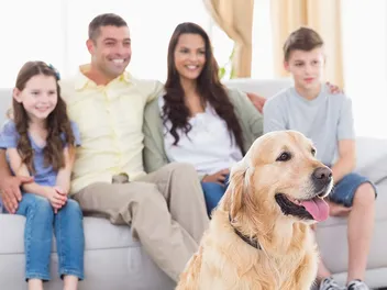 15 Awesome Golden Retriever Movies to Watch Today