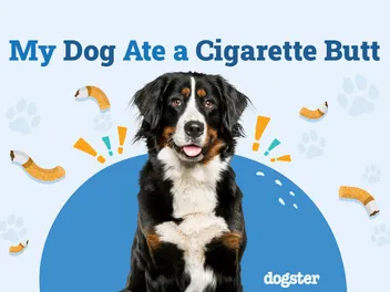 My Dog Ate a Cigarette Butt: Should I Be Worried? Our Vet Answers