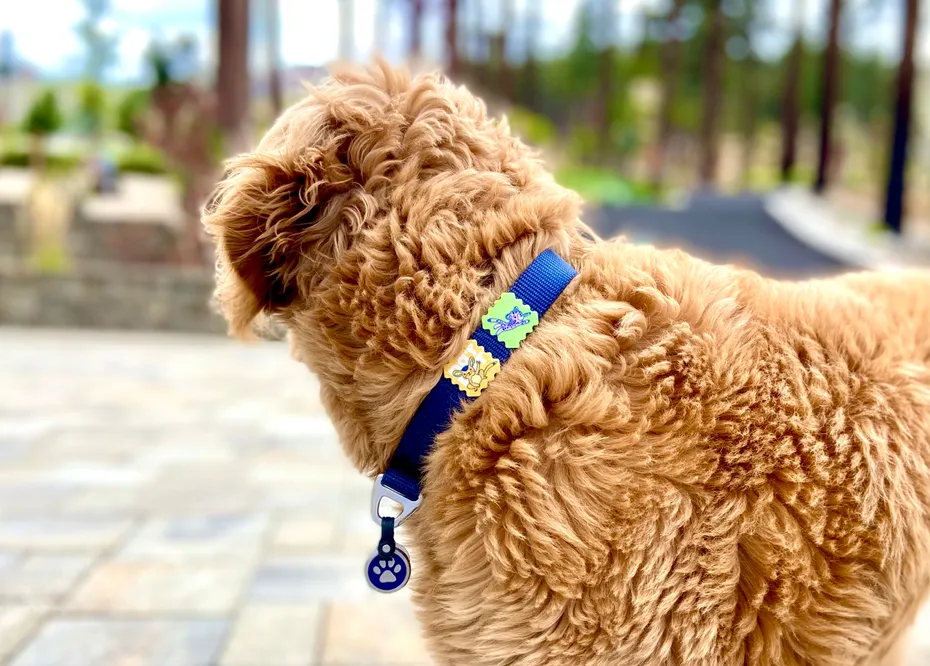 NATPAT Pet Patches - Micah with tick patches on collar