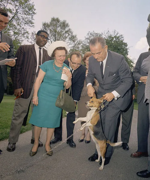 499px-LBJ_Lifts_Dog_By_Ears-C311-7-64