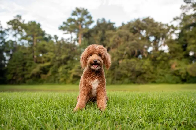 Red Goldendoodle: Info, Pictures, Origin & Facts