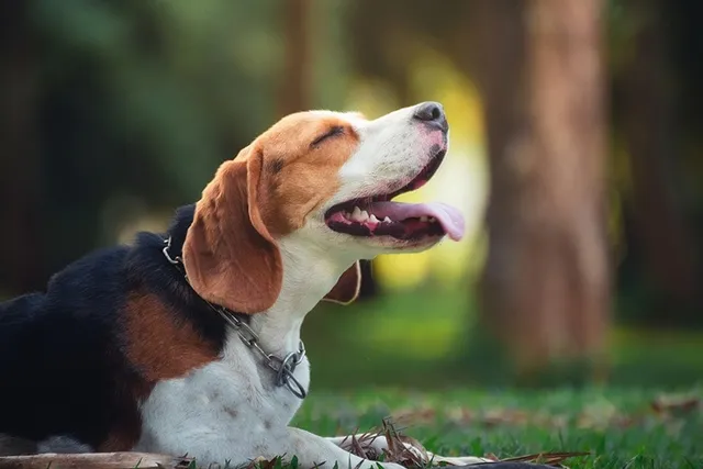 What Were Beagles Bred For? History of the Breed