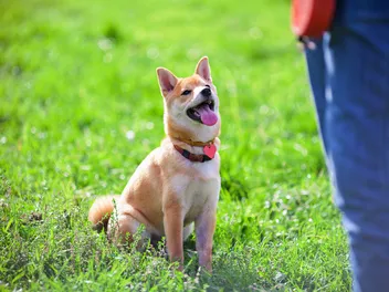 How to Teach a Dog to "Leave It"? 10 Vet Reviewed Steps