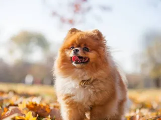 Can a Pomeranian Be a Service Dog? Facts & FAQ