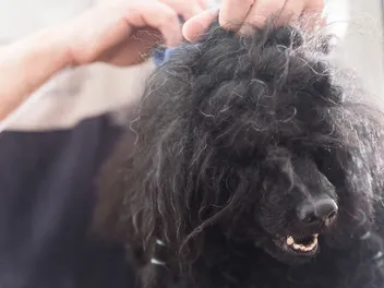 Matted Dog Hair: 9 Tips for Grooming & Prevention (Vet-Reviewed)