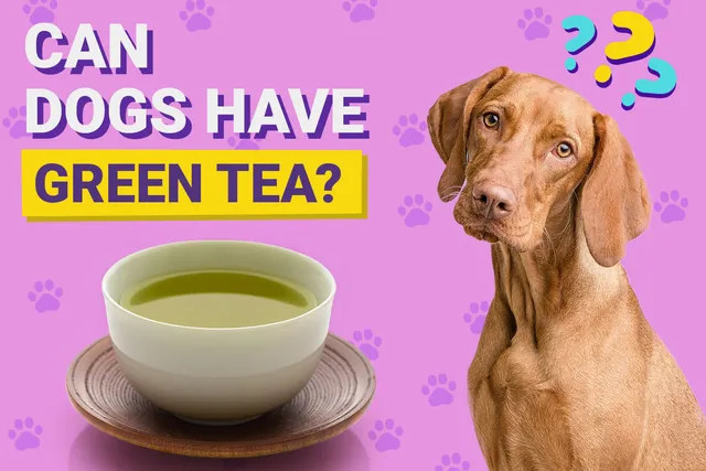 Can Dogs Have Green Tea? Vet-Verified Facts & FAQ