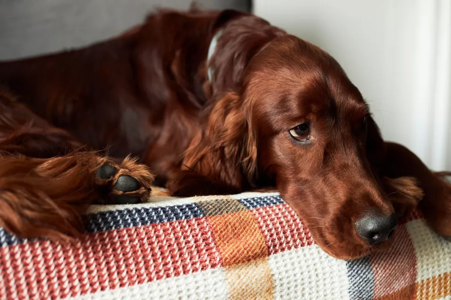 Irish setter Dog sick At Home On The sofa