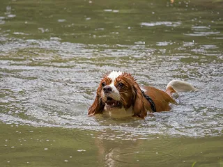Do Cavalier King Charles Spaniels Like Water? Vet-Reviewed Facts & Swimming Tips