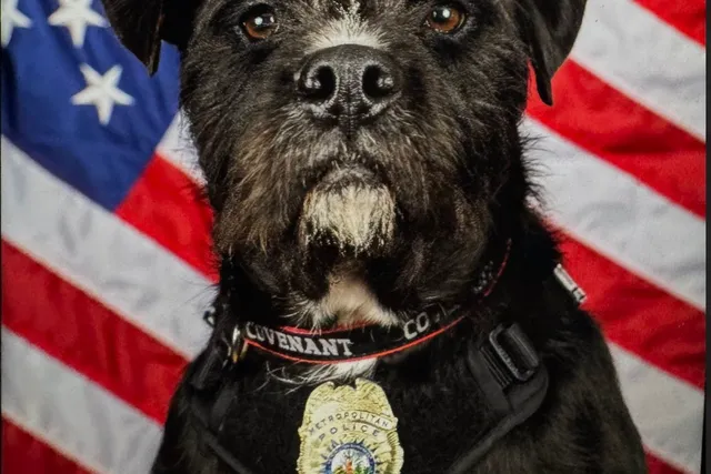 Aaaand The Winner Is... Sergeant Bo!