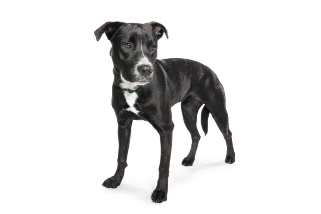 Stephens Cur Dog Breed: Info, Pictures, Origin & More