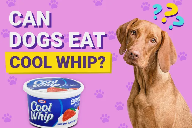 Can Dogs Eat Cool Whip? Vet Approved Facts & FAQ