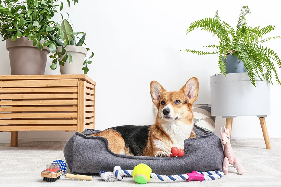 corgi lying in dog bed surrounded with pet accessories