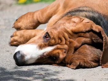What Causes Dogs to Collapse After Vomiting? Our Vet Explains 5 Possible Causes