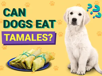 Can Dogs Eat Tamales? Vet-Verified Nutrition Facts & FAQ