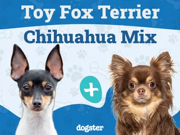 Taco Terrier (Chihuahua & Toy Fox Terrier Mix): Info, Pictures, Care & More