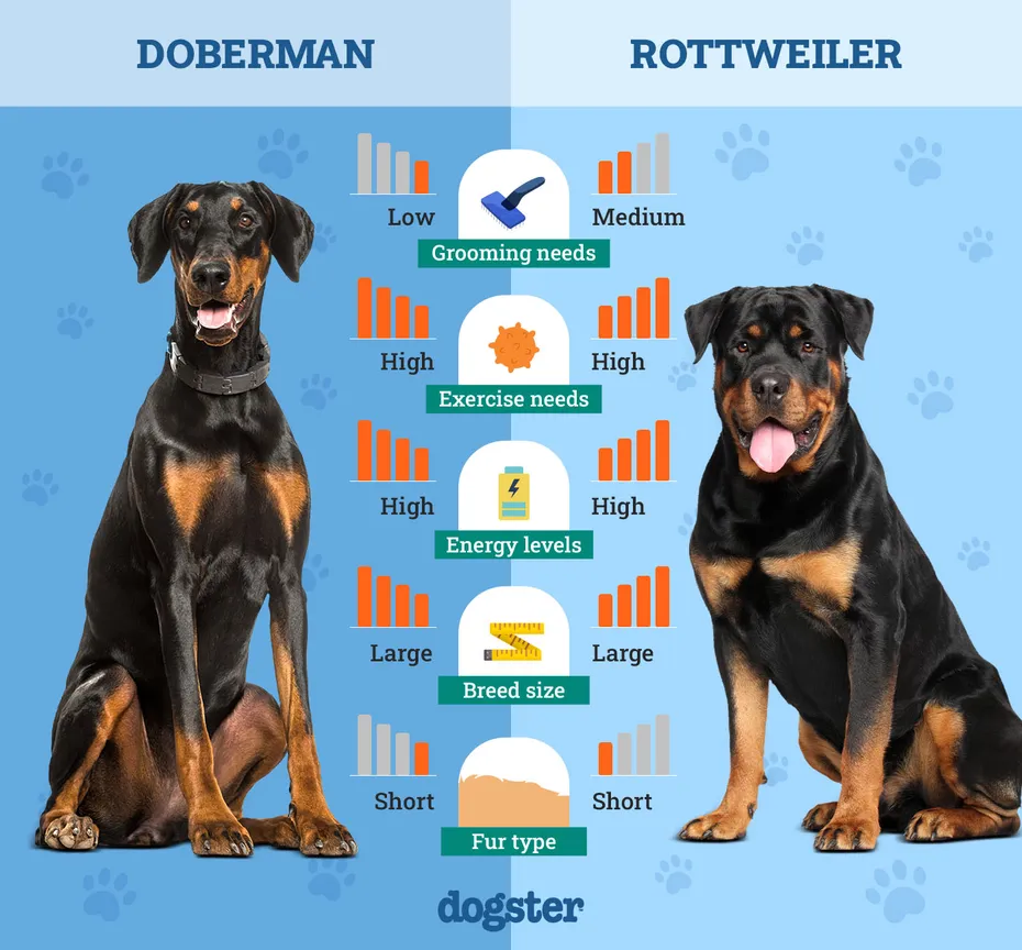 Dogster_Side by Side Comparison_ Doberman vs Rottweiler