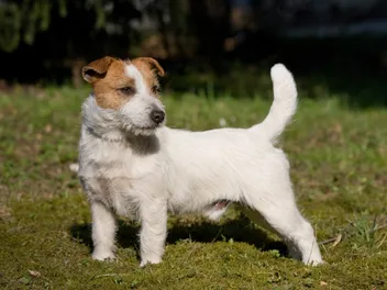 Short-Legged Jack Russell Terrier: Origin, Pictures, Facts & History
