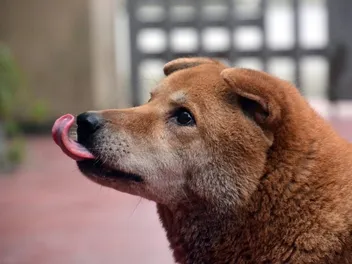 Dog Licking the Air? 12 Possible Reasons & Vet Advice on What to Do