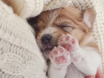 How to Get a Puppy to Sleep Through the Night: 6 Vet-Reviewed Tips