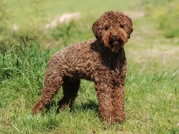 25 of the Newest Dog Breeds: Info, Pictures, Origin & More