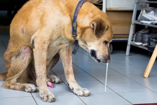 Rhinitis & Sinusitis in Dogs: Signs, Causes & Care Guide (Vet Answer)
