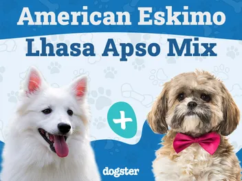 Kimola (American Eskimo Dog & Lhasa Apso Mix): Info, Pictures, Care & More
