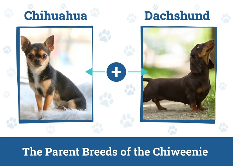 Parent Breeds of the Chiweenie