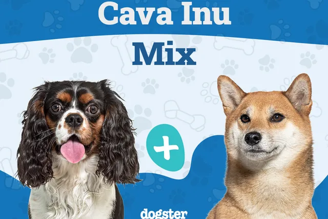 Cava Inu: Breed Info, Pictures, Care Guide, & More