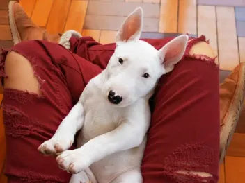 What Breed of Dog Is Walter? Famous Dogs Explained!