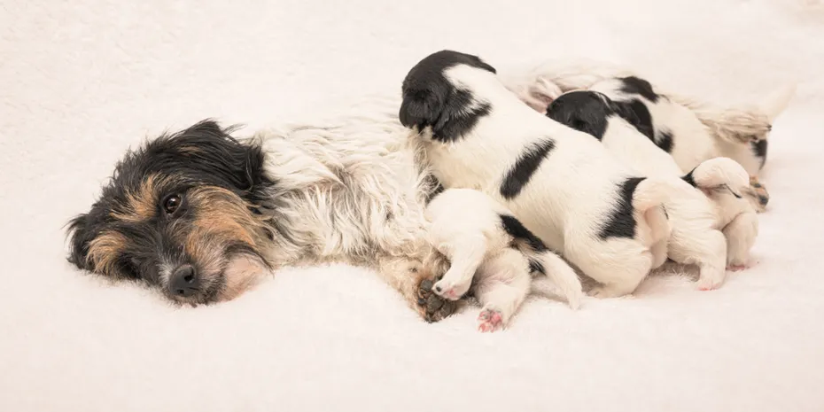 Purebred very small Jack Russell Terrier baby dogs with her mother