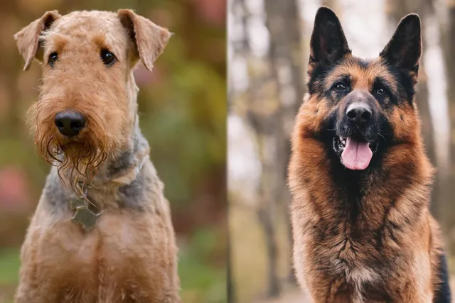 Airedale Shepherd: Breed Info, Pictures, Care Guide & More