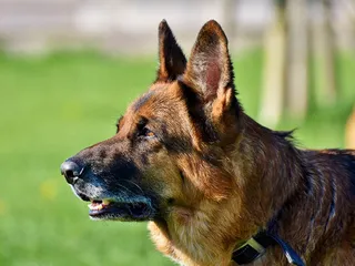 Do German Shepherds Bark a Lot? How Much & How to Stop It