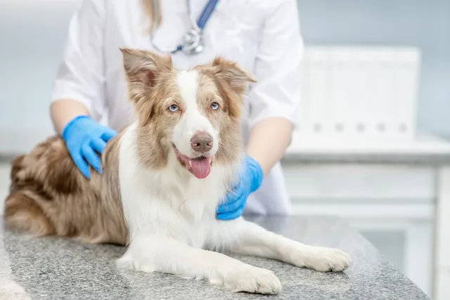 17 Common Dog Reproductive Problems: Vet-Verified Signs & Treatments